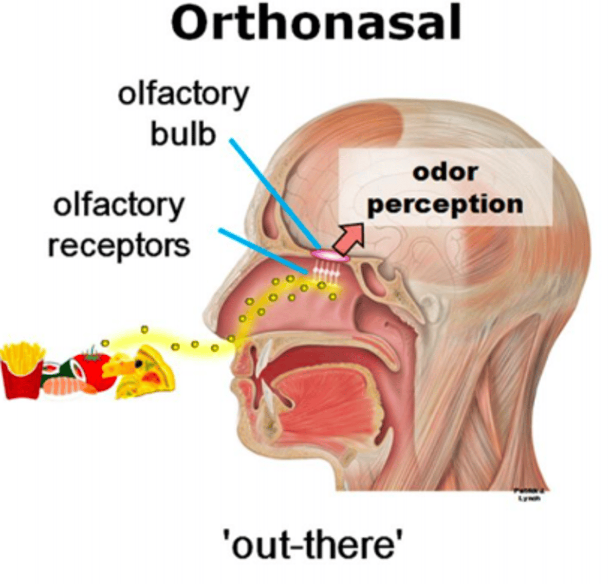<p>The sense of smell, which occurs when receptors in the nasal cavity respond to chemicals. Only sense not processed by thalamus.</p>