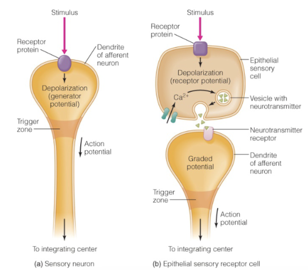 <ul><li><p>Neurons</p></li><li><p>Accessory cells</p></li></ul><p></p>