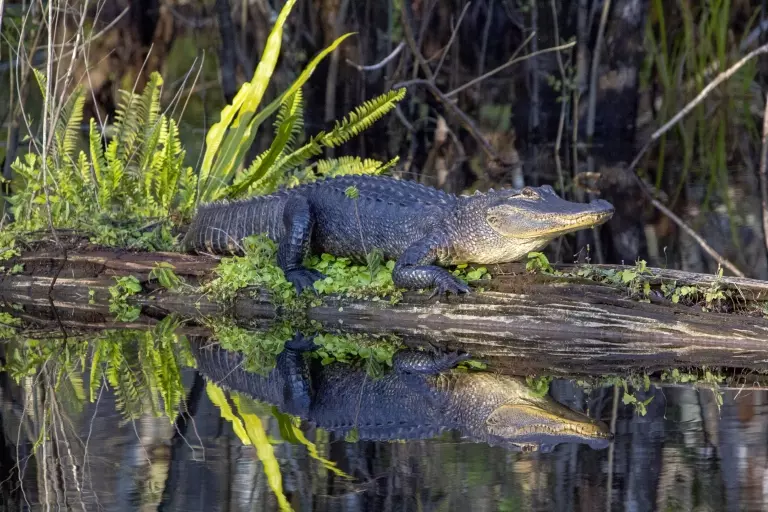 <p>a large, semi-aquatic, armored reptile that is related to crocodiles. Their body alone ranges from 6 - 14 feet long. Almost black in color, it has prominent eyes and nostrils with coarse scales over the entire body. It has a large, long head with visible upper teeth along the edge of the jaws. Its front feet have 5 toes, while rear feet have 4 toes that are webbed.</p>