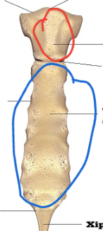 <p>what is the bony landmark of the sternum (blue)?</p>