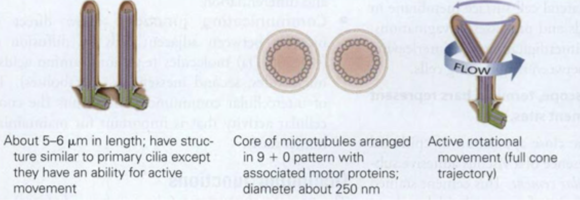 <p>Kan lave rotationsbevægelse</p><p>Mikrotubuli arrangeret i 9+0</p><p>Funktion: Tilstede i embryonet og udvikling af embyron (højre/venstre assymmetrisk af indre organer)</p>