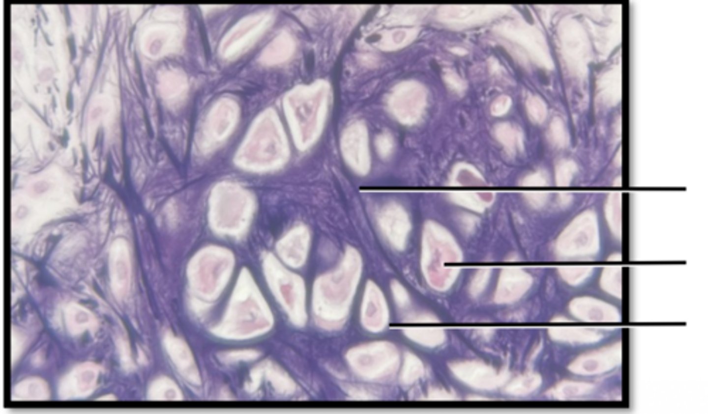 <p>Name this tissues location</p>