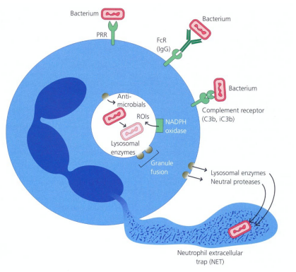 <ul><li><p>Produced in <strong>bone marrow</strong> from stem cells in ~2 weeks</p></li><li><p><strong>Polymorphonuclear (PMN) leukocytes</strong> (segmented nuclei)</p></li><li><p><strong>Granulated</strong>, with granules containing antimicrobial substances that kill <strong>bacteria, fungi & protozoa</strong></p></li></ul><p></p>