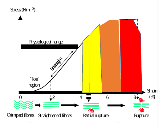 <ul><li><p>0-4 % strain is physiological range </p></li><li><p>Pathological irreversible ligament elongation occurs after 4% strain </p></li><li><p>As this continues intra and inter- molecular cross-links are disrupted  until macroscopic failure is clinically evident </p></li><li><p>Early part = mild/ grade 1 < 50 % </p></li><li><p>2nd part= grade 2        50-80% fiber disruption </p></li><li><p>Obvious clinical laxity 3rd part=Grade 3.    Rupture zone       80-100% </p></li></ul><p></p>