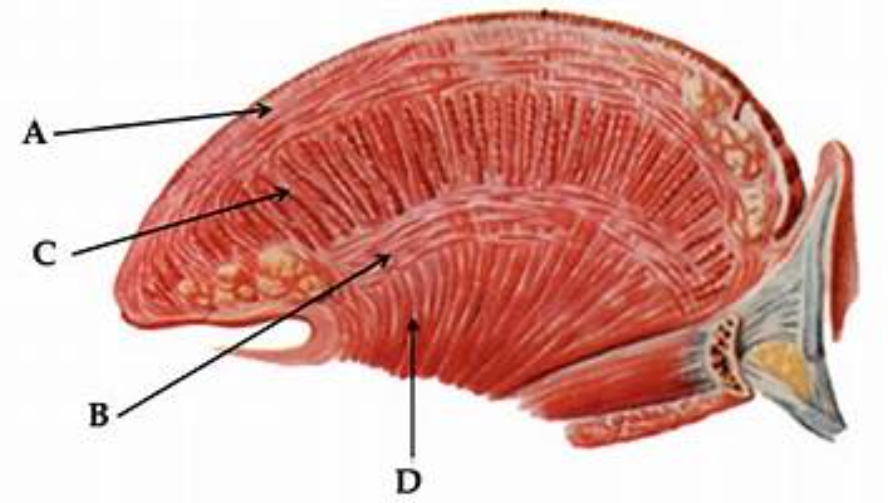 <p>shortening ( point A )</p>