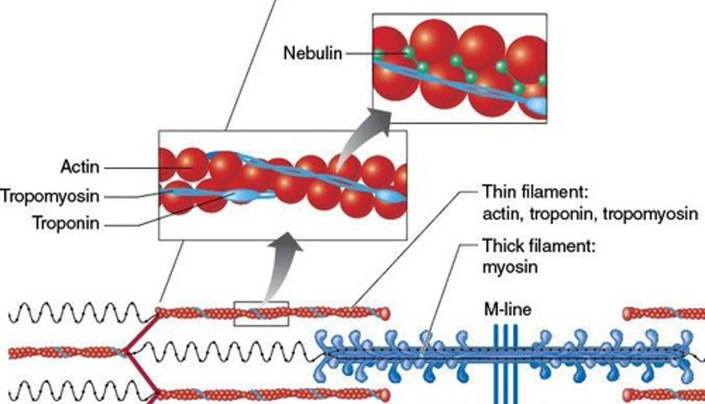 <p>Actin (with myosin binding site), Tropomyosin (covers active binding site at rest), Troponin (moves tropomyosin upon calcium binding).</p>