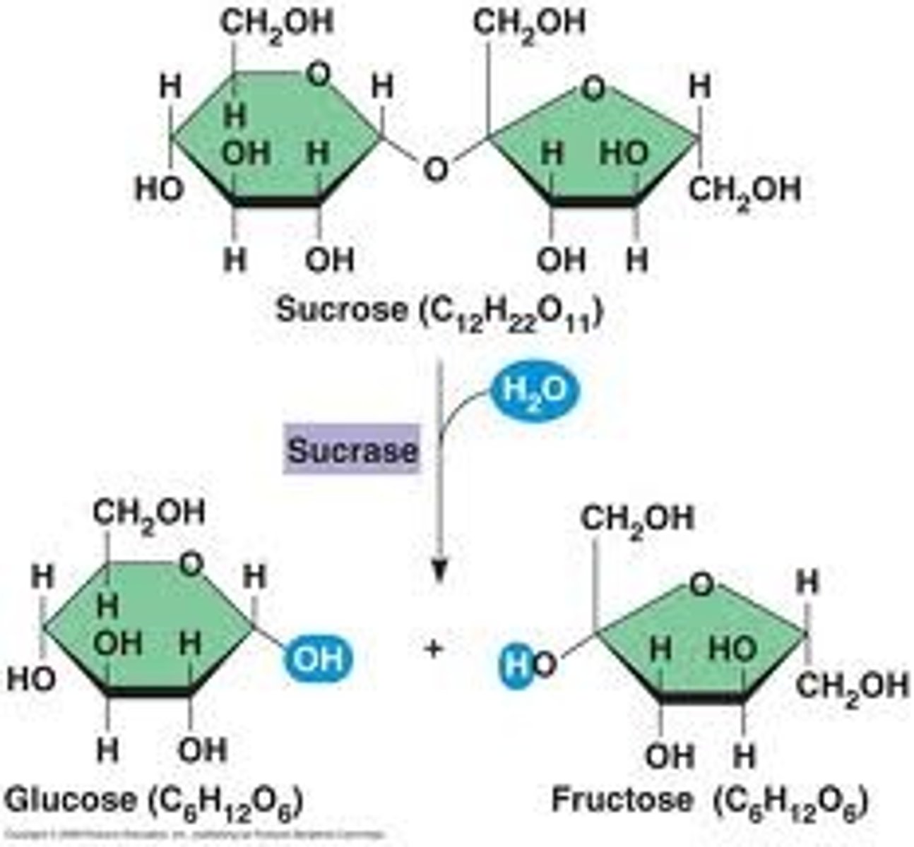 <p>Breaking down complex molecules by the addition of water; it is essential for digestion</p>
