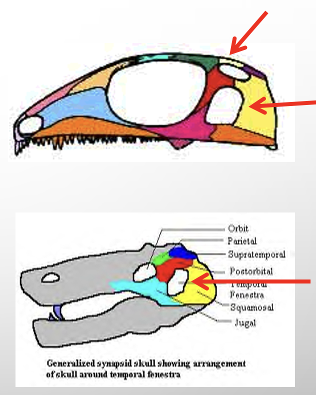 <ul><li><p>SYNAPOMORPHY= AMNIOTIC EGG</p></li></ul><p>includes: snakes, lizards, alligators, turtles, robins, etc.&nbsp;</p><p><span>•</span><span style="font-family: &quot;Tw Cen MT&quot;;">Amniote eggs</span></p><p><span>•</span><span style="font-family: &quot;Tw Cen MT&quot;;">Breathing efficiency</span></p><p><span>•</span><span style="font-family: &quot;Tw Cen MT&quot;;">improved in amniotes due to the use of a rib cage to ventilate the lungs</span></p><p><span>•</span><span style="font-family: &quot;Tw Cen MT&quot;;">less dependent on gas exchange through the skin</span></p><p><span>•</span><span style="font-family: &quot;Tw Cen MT&quot;;">Leathery/ Dry skin (Keratinized cells)- less water loss through skin</span></p><p><span>•</span><span style="font-family: &quot;Tw Cen MT&quot;;">Kidneys – More concentrated Urine, less water loss</span></p>