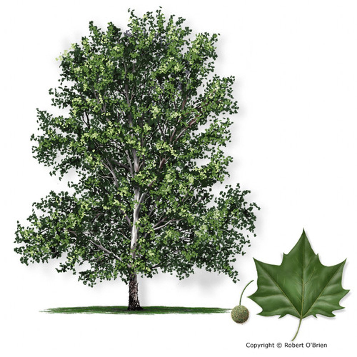 <p>very large tree with smooth, white bark closer to the top, large leaves</p>