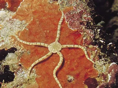 <p>sea star w/ long skinny legs &amp; dot body</p>