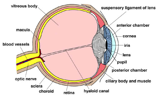 <p>Ciliary body</p>
