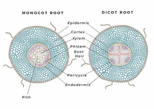 <p>(L7) monocot root: xylem form a circle, pith in center, phloem around xylem, no cambium</p><p>dicot root: xylem in condensed center, has cambium, no pith</p>