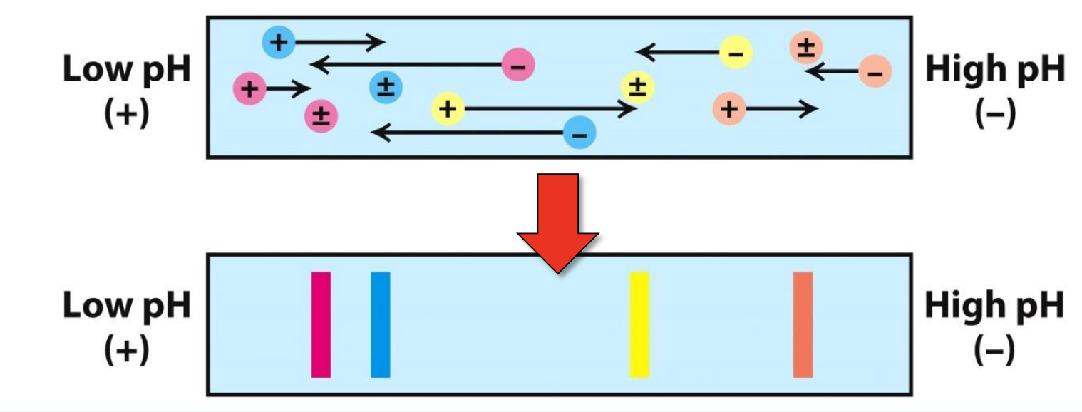 <p>With an electric field, proteins migrate on the pH gradient gel until pH=pI (net neutral protein)</p><p>When, pH &lt; pI → net +vely charged protein that moves toward negative electrode</p>