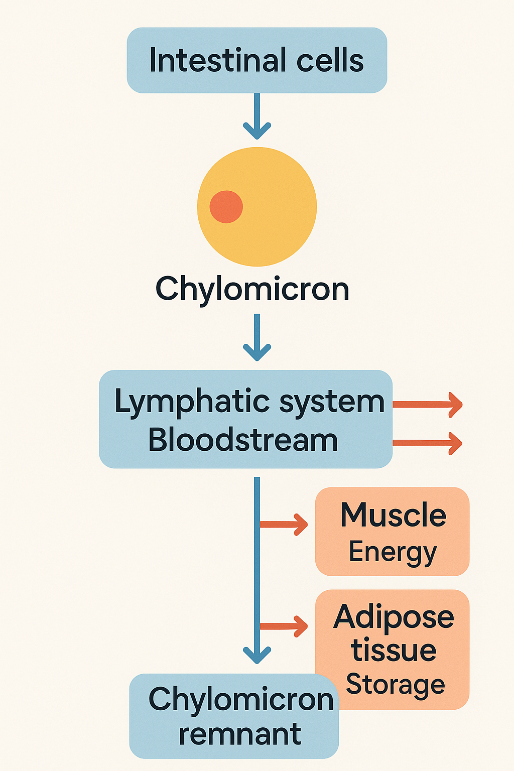<p>(Apo B-48) Chylomicrons: transports fats that we eat from gut → rest of the body, <u>how</u>?</p><p>LPL’s breaks it down to release the fatty acids → <strong>free fatty acids</strong></p><ul><li><p>deliver fat to muscle: for energy</p></li><li><p>deliver to adipose tissue: for fat storage</p><p></p></li></ul><p></p>