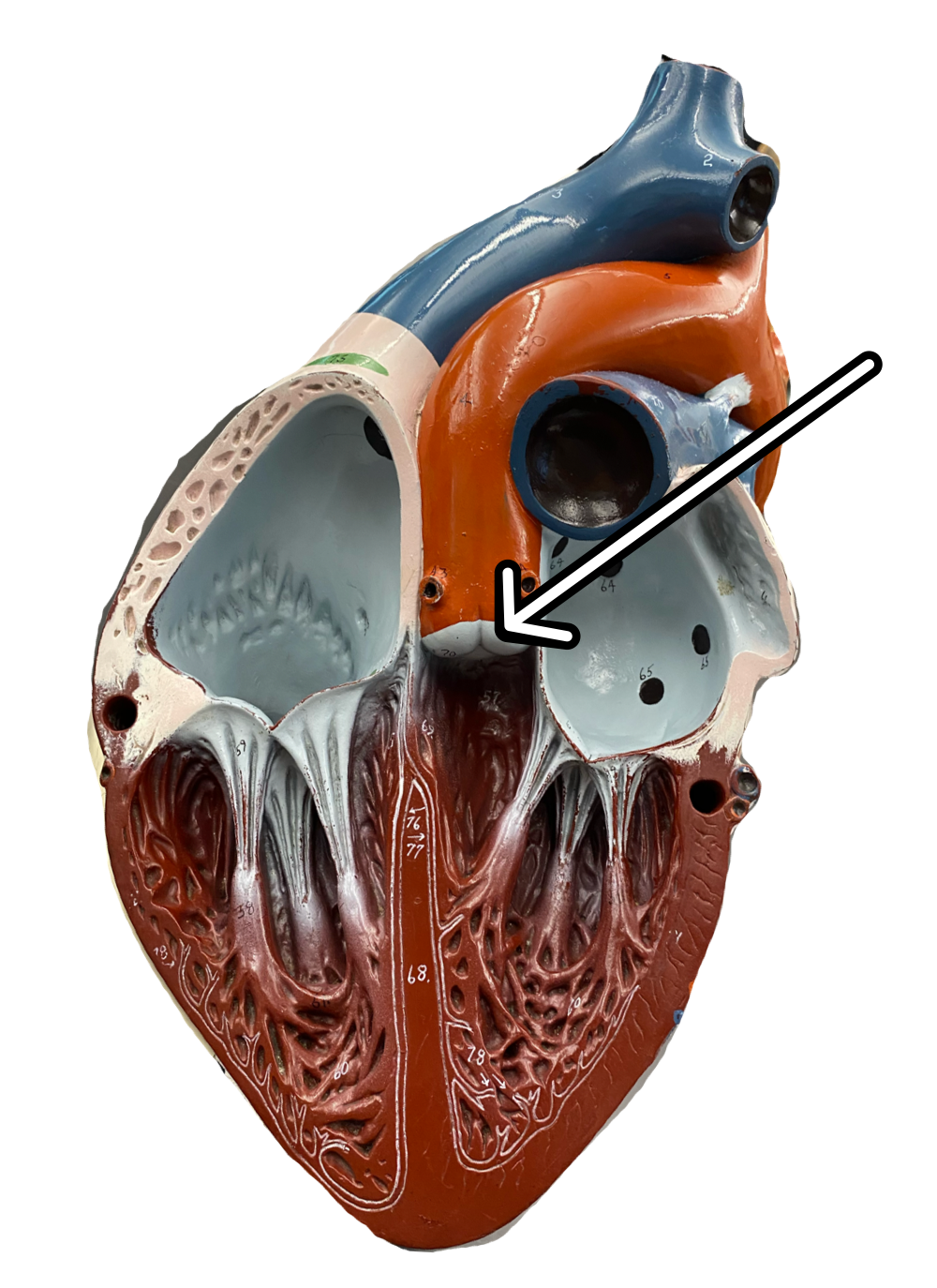 knowt flashcard image