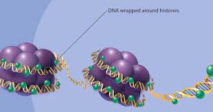 a protein found in eukaryotic organisms that assist in DNA packaging