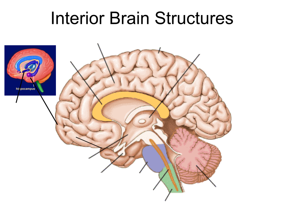 <p>amygdala</p>