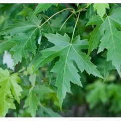 Acer saccharinum