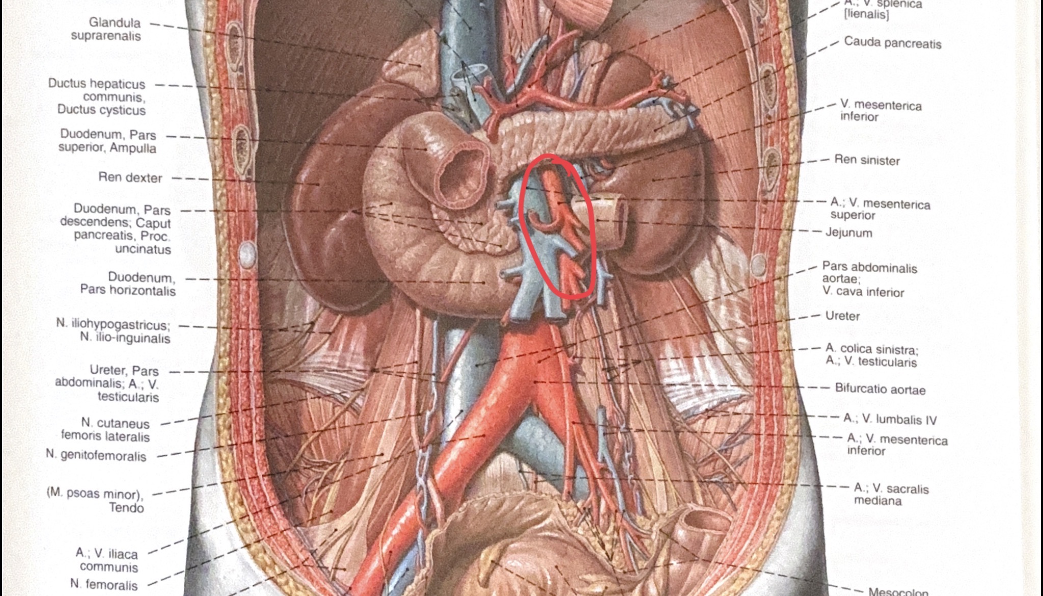 <p>a.mesenterica superior</p>