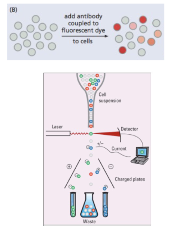 <p>_____ can be used to separate cells based on surface markers</p>