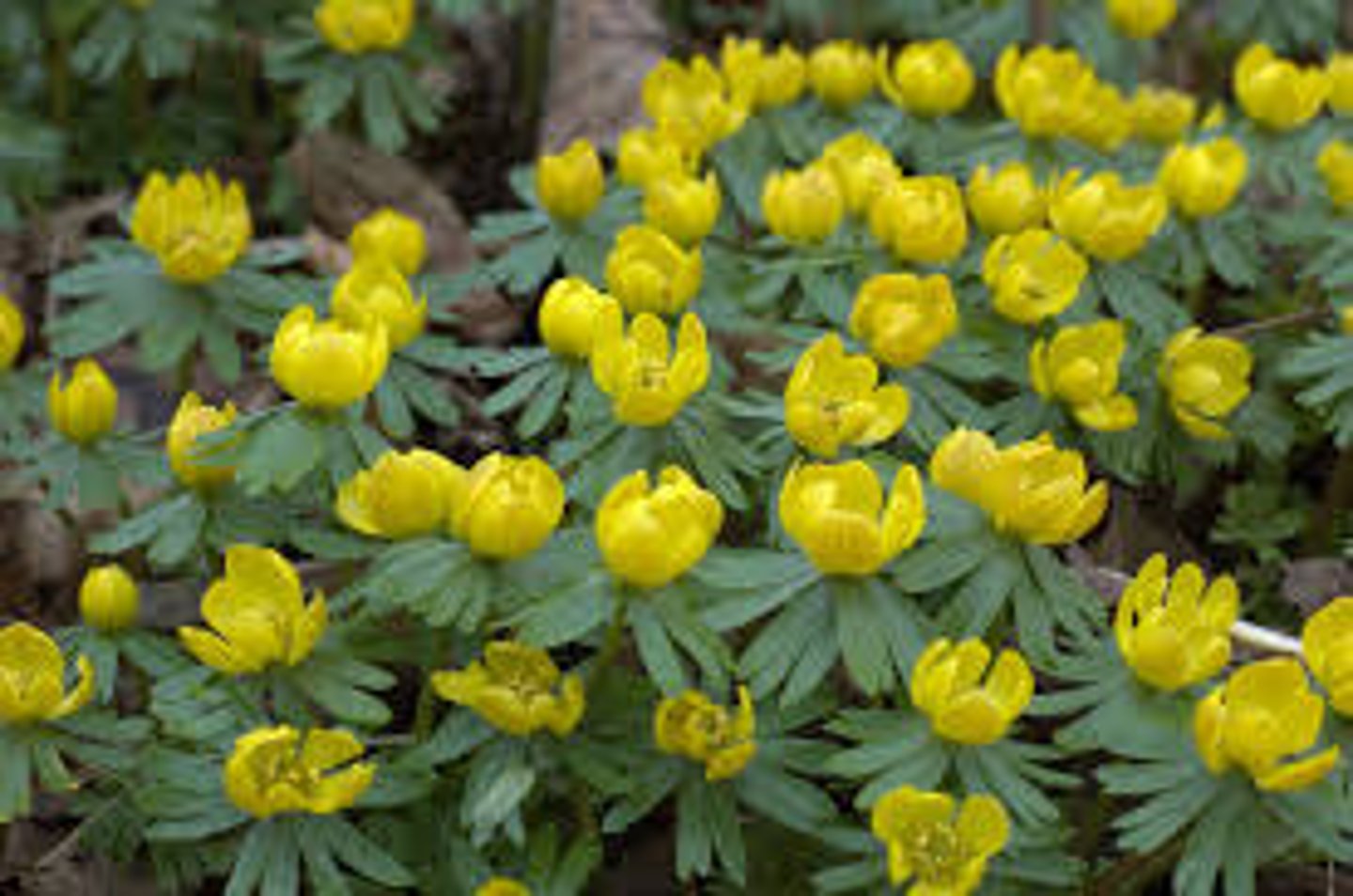 <p>Winter Aconite</p>