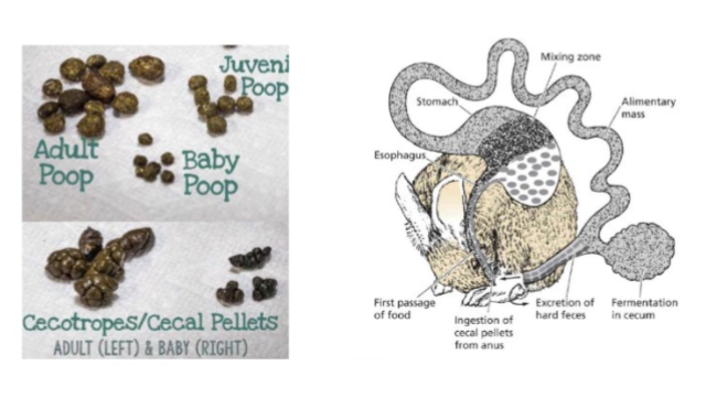 <p>hindgut fermenters, consumption of cecotropes (nutrient dense droppings) </p>