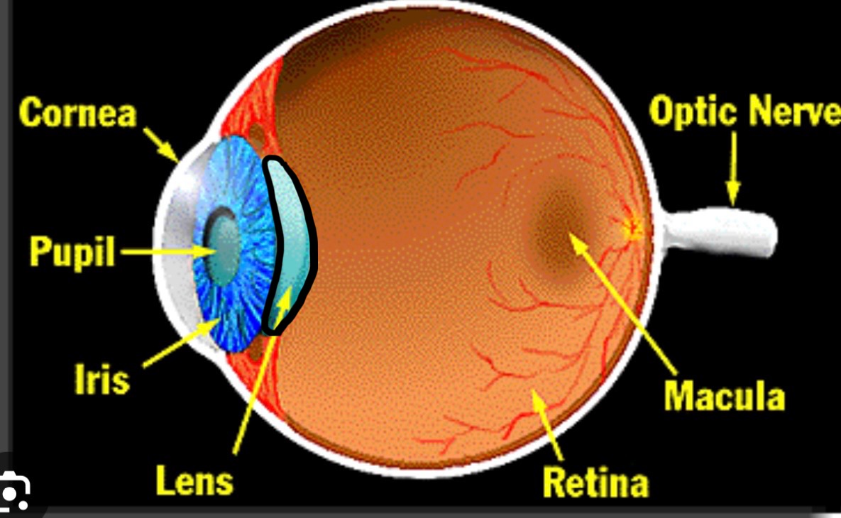 <p>What structure is this?</p>