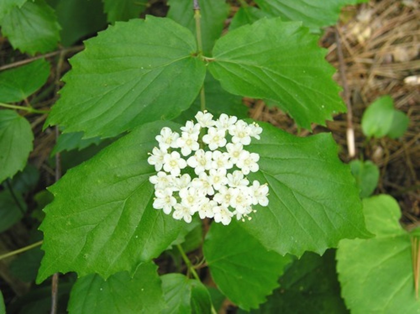<p>Adoxaceae Viburnum rafinesquianum</p>