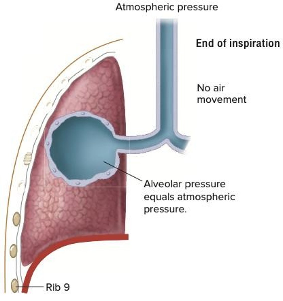 <p>Pressure inside alveoli; influences air movement.</p>