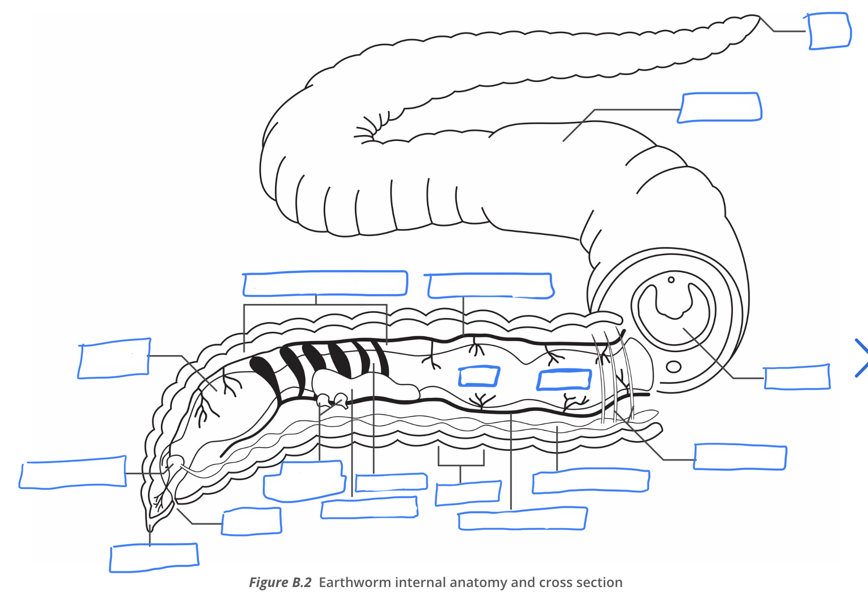 <p>earthworm diagram </p>