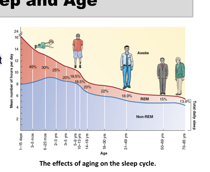 <p>• Babies spend more time in REM sleep</p><p>– Seen as evidence that this is part of how young brains develop</p><p>• Sleep requirements change as we age</p>