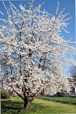 <p>Wild Cherry (Prunus avium)</p>