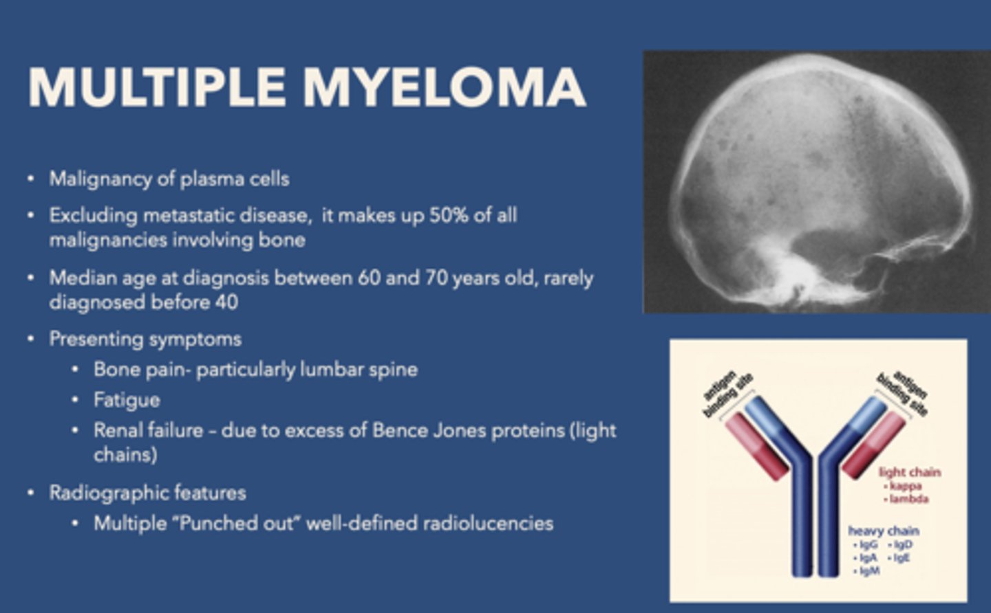 <p>plasma cells</p>