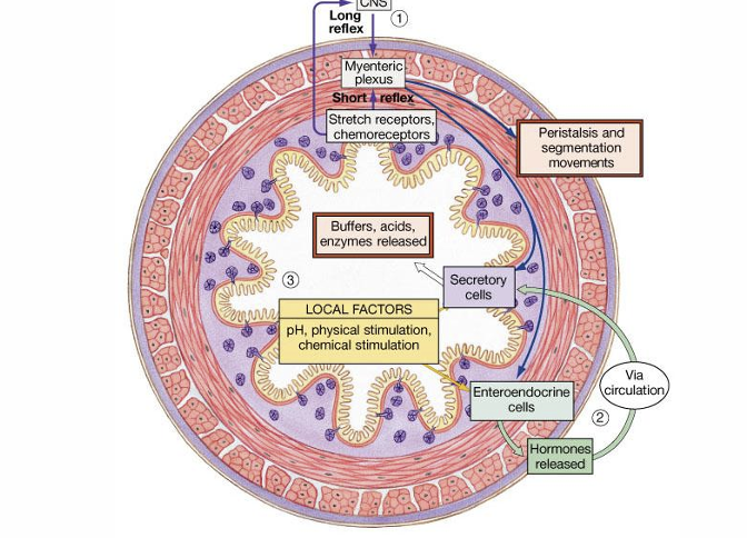 <p>Name 3 ways food is moved along the digestive tract</p>
