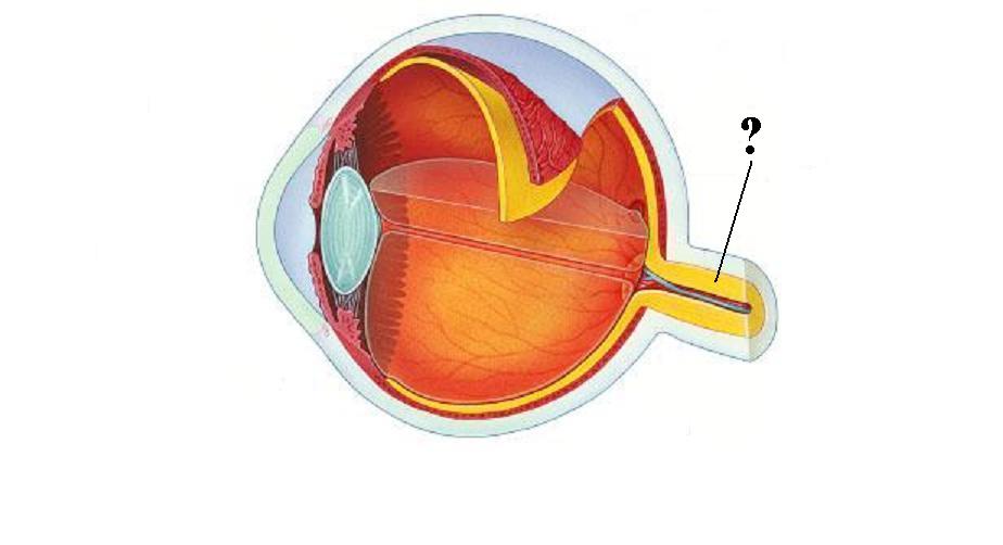 <p><span><span>Identify the indicated structure</span></span></p>