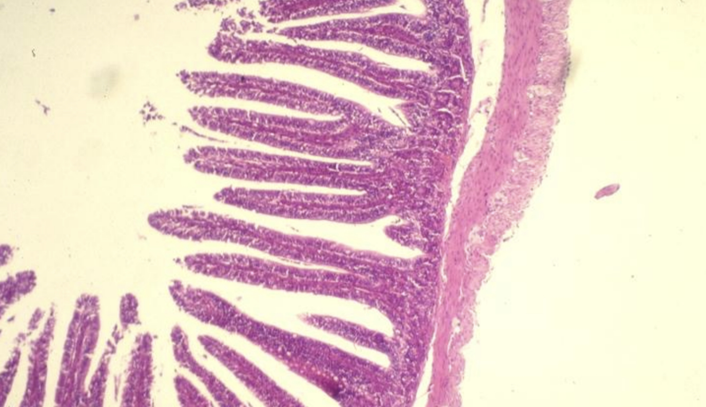 What cell type is this?