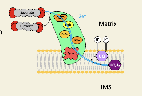 <ul><li><p>too small a change in free energy for any proton pumping </p></li><li><p>gets electrons from oxidation of succinate only </p></li></ul><p></p>