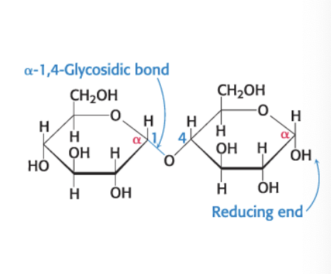 <p>disaccharide of <strong>2 glucose molecules</strong></p><ul><li><p><span>α-1,4-glycosidic linkage = glycosidic linkage between the α-anomeric form of C-1 on one sugar and the OH oxygen atom on C-4 of the adjacent sugar</span></p></li><li><p><span>maltose = disaccharide resulting from the hydrolysis of large oligosaccharides that consist of 2 linked glucose molecules</span></p><ul><li><p>joined by <span><strong>α-1,4-glycosidic </strong>linkage</span></p></li><li><p><span>can be hydrolyzed to glucose by <strong>maltase (</strong>α-glucosidase)</span></p></li></ul></li></ul><p></p>