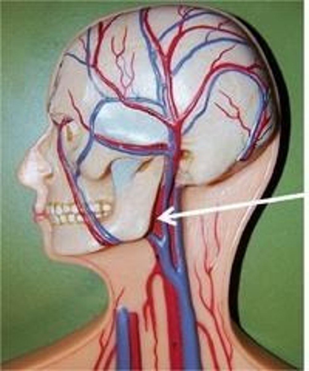 <p>Name the blood vessel.</p>