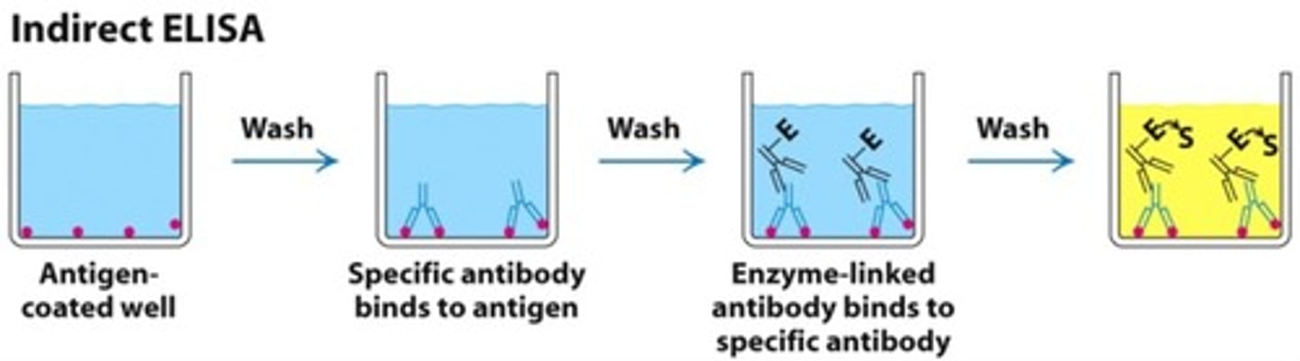 <p>looks for the presence of a certain ANTIGEN</p>