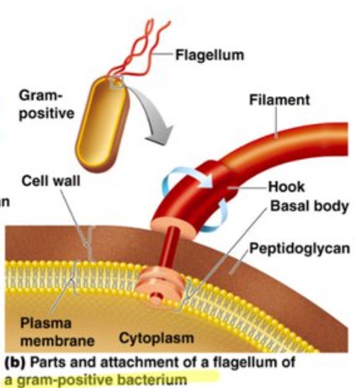 <p>They only have one pair of rings , the proximal set consisting of the S and M-ring that are attached to the cell membrane </p>