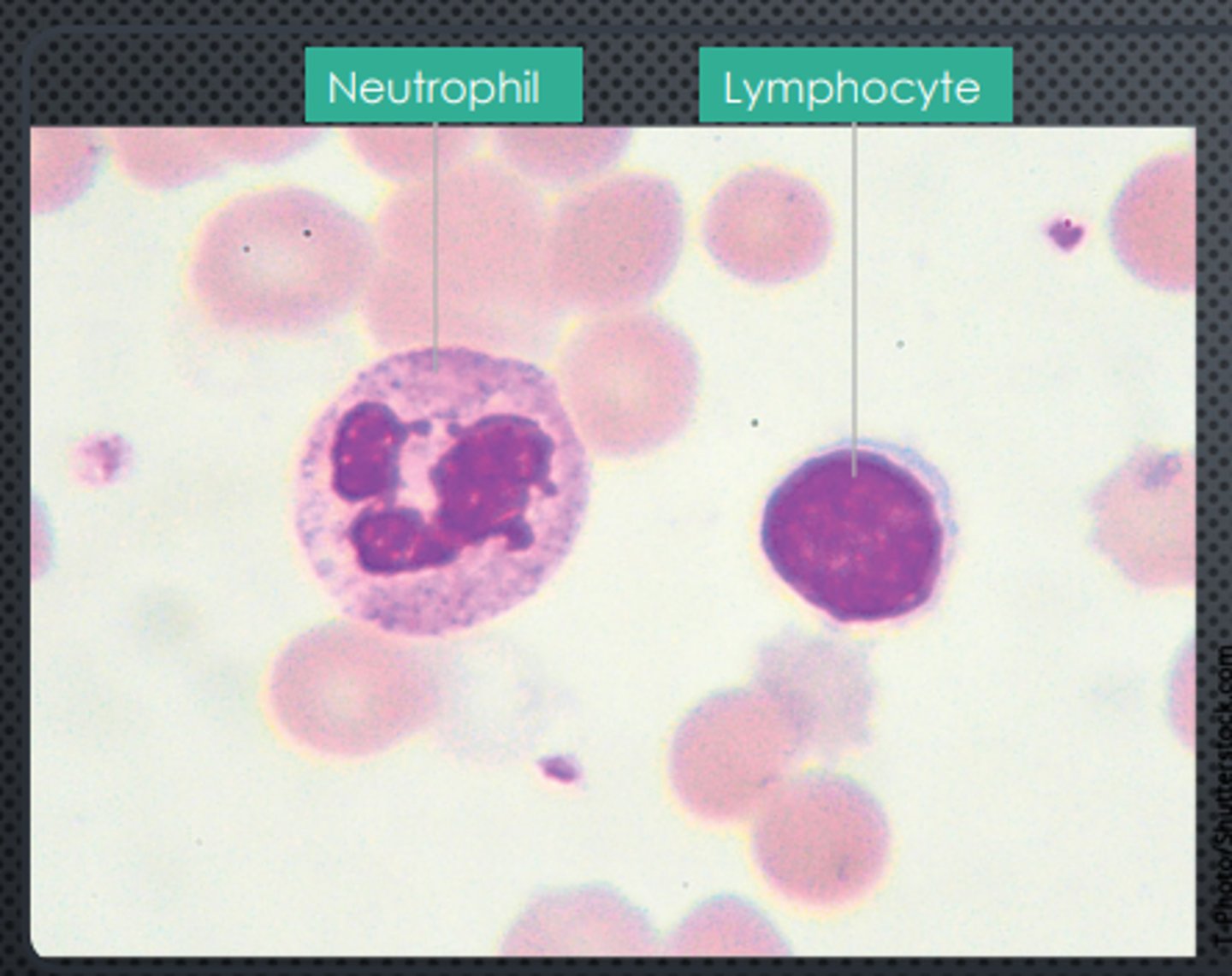 <p>They are types of white blood cells (leukocytes) involved in immune responses.</p>
