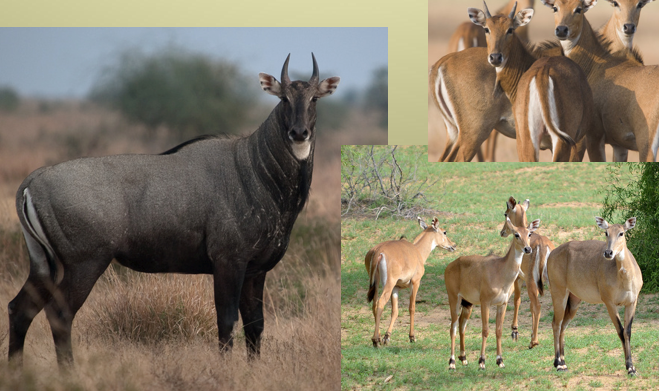 <p>Nilgai</p>
