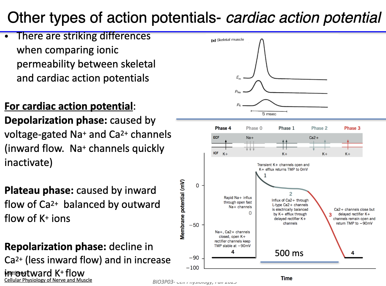 <ul><li><p><strong>Depolarization:</strong> voltage-gated Na+ and Ca2+ channels open (inward flow. Na+ channels quickly inactivate)</p></li><li><p><strong>Plateau phase:</strong> Ca2+ influx balanced by K+ efflux (maintains depolarization)</p></li><li><p><strong>Repolarization:</strong> Ca2+ influx decreases, K+ efflux increases</p></li><li><p>Creates <strong>longer AP duration</strong> than skeletal muscle</p></li></ul><p></p>