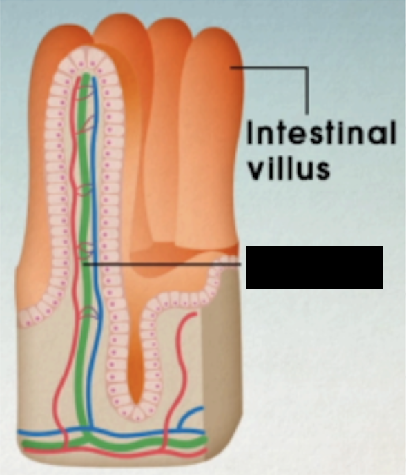 <ul><li><p>specialized lymphatic vessels in small intestine</p></li><li><p>important for absorption/transport of lipids/chylomicrons</p></li><li><p>empties into nearby lymph nodes</p></li><li><p>if lymph in lacteals are fatty enough it turns white</p></li></ul><p></p>