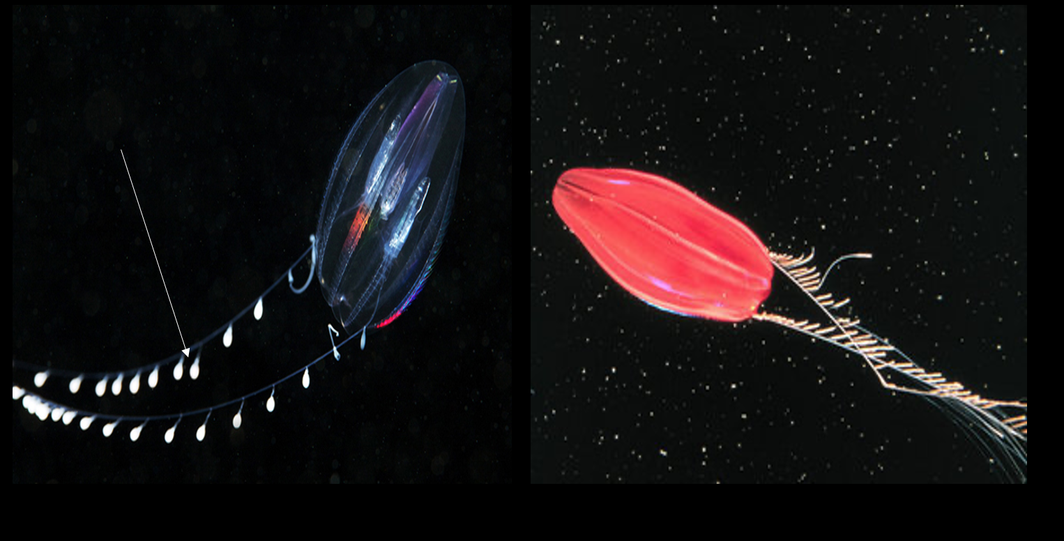 <p>what is the arrow signaling to </p>