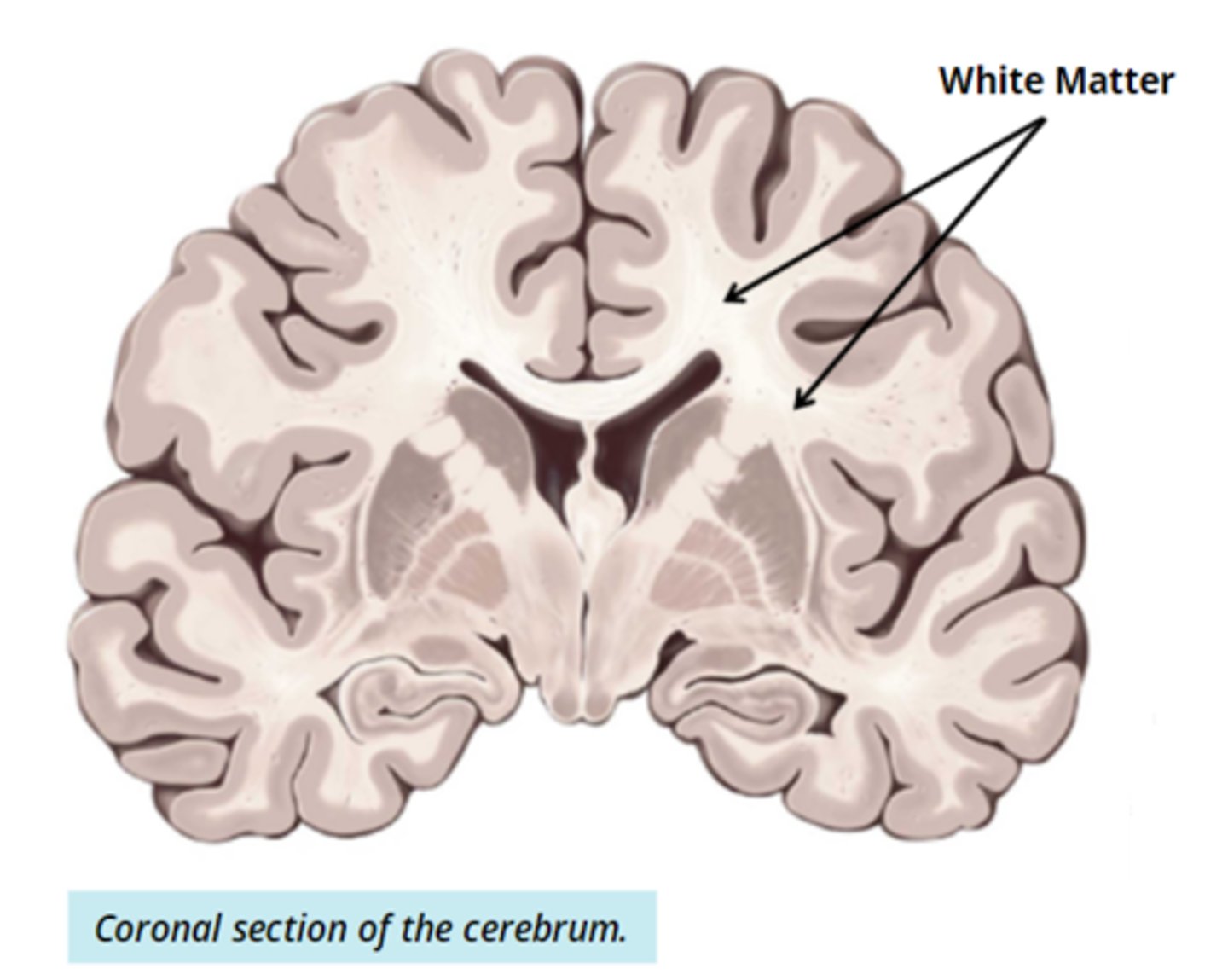 <p>- made up of nerve fibres and axons</p><p>- found in the inner regions of the cerebrum</p><p>- ex. corpus callosum, connects the 2 hemispheres of the brain</p>