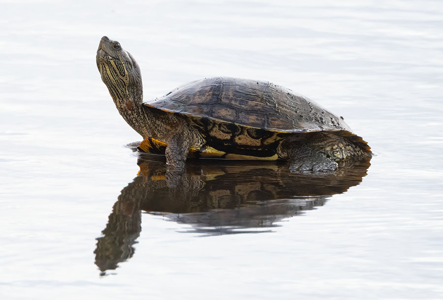 <p>Żółw ozdobny</p>