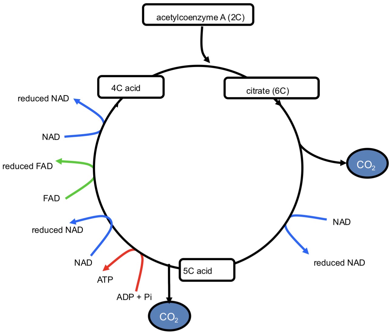 <p><strong><mark data-color="yellow" style="background-color: yellow; color: inherit;">KREBS CYCLE- 1</mark></strong></p>