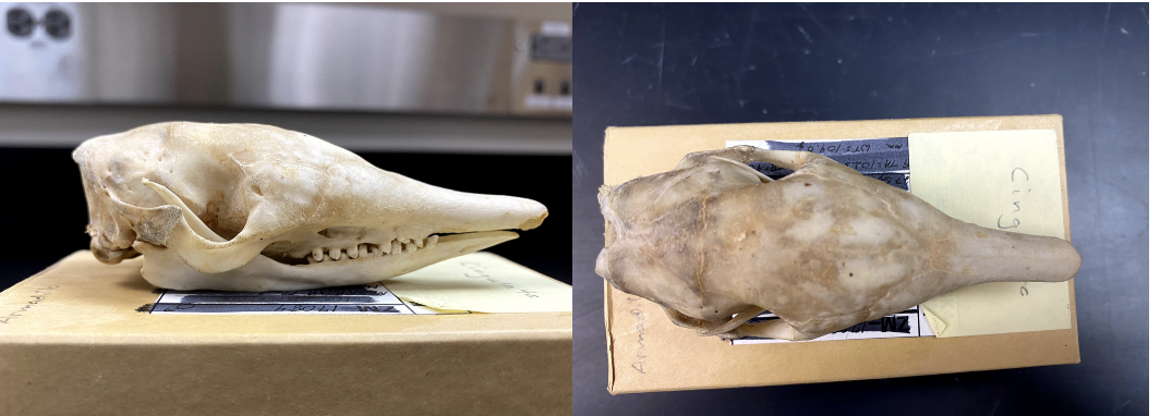 <p>Dasypodidae <em>Dasypus novemcinctus</em></p>
